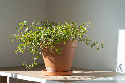 Muehlenbeckia houseplant in terracotta pot on table at home. climbing plant