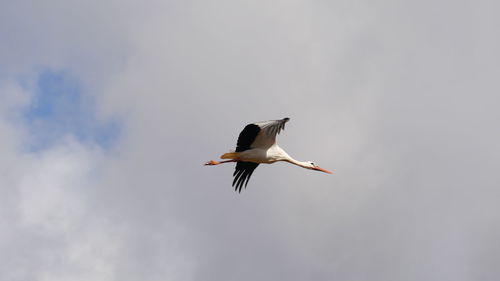 Low angle view of a flying stork