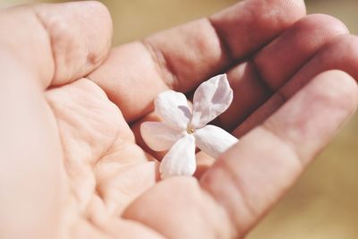 Close-up of hand holding white flower