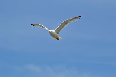 Low angle view of seagull flying against clear sky