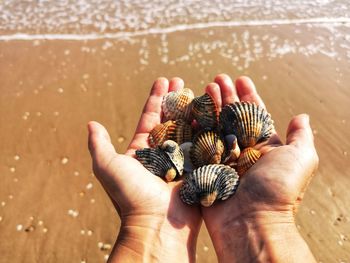 High angle view of hand holding shell on beach