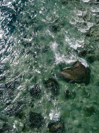 High angle view of fish swimming in sea