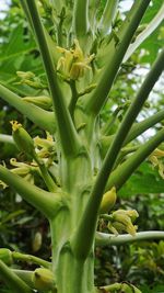 Close-up of plant