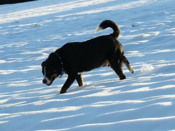 Black dog on water