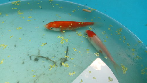 High angle view of fish swimming in sea