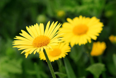 Close-up of yellow flowering plant on field