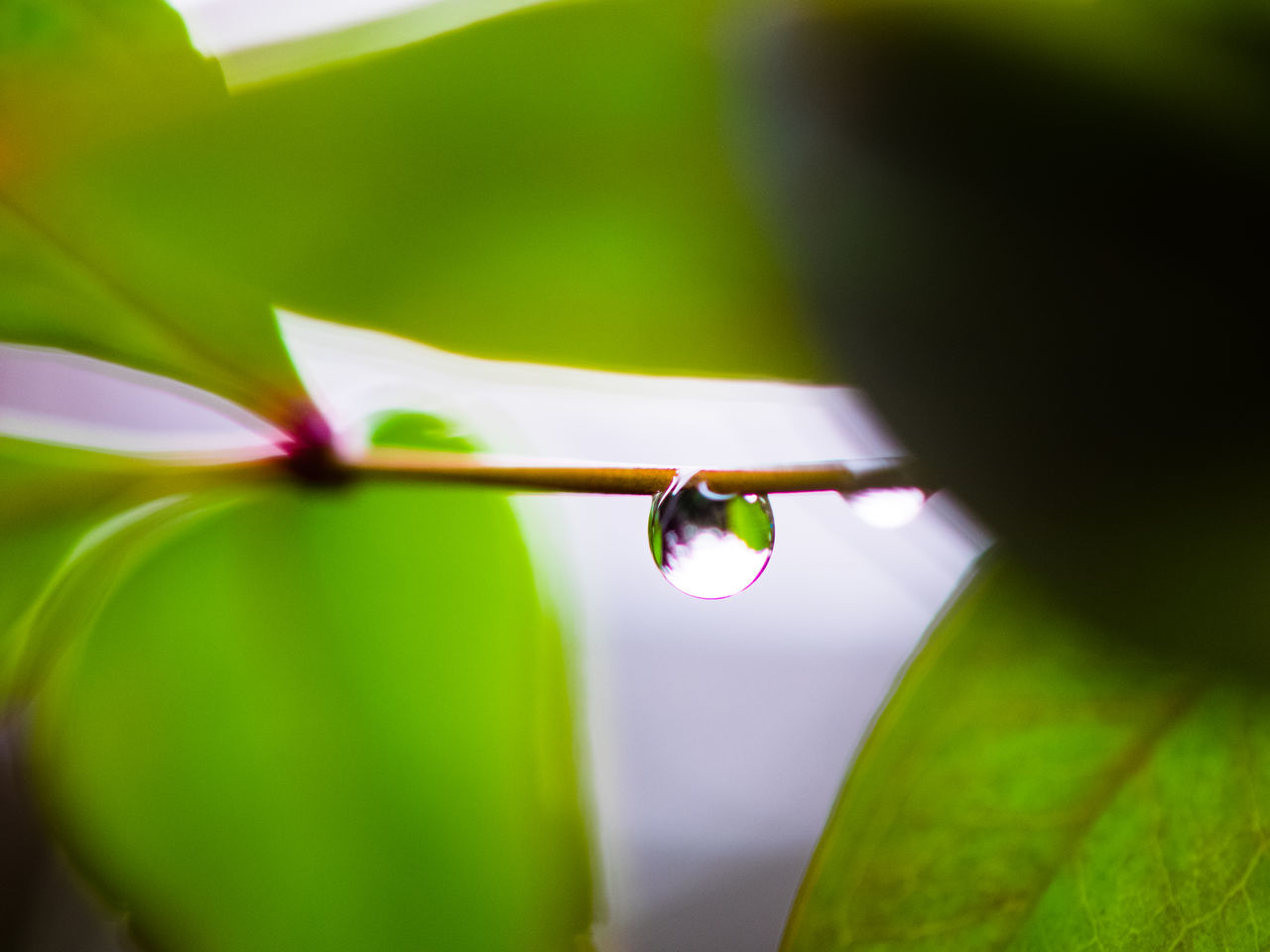 leaf, close-up, growth, focus on foreground, freshness, green color, fragility, plant, beauty in nature, nature, selective focus, stem, bud, flower, twig, beginnings, new life, outdoors, green, no people, botany, day, petal, tranquility, growing, detail