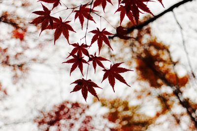 Close-up of autumn leaves growing on tree