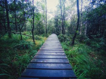 Boardwalk amidst trees in forest