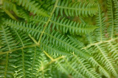 Full frame shot of fern