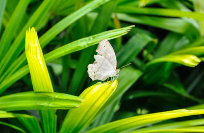 Close-up of butterfly on leaf