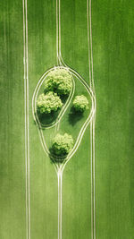 High angle view of green leaf on grass