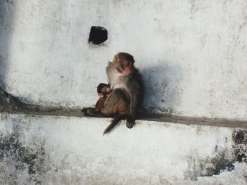 Cat sitting on concrete wall