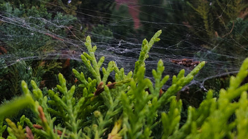 Close-up of plants growing on moss