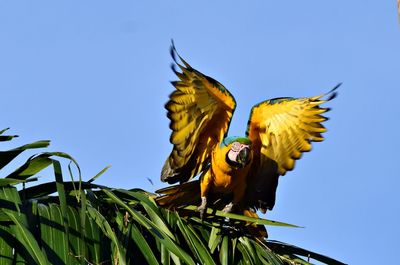 Low angle view of bird flying against clear blue sky