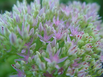 Close-up of pink flowering plant