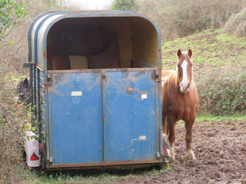 Horse standing on field