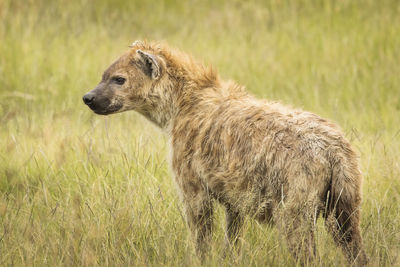 View of a dog looking away on field