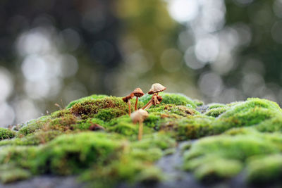 Stone overgrown by moss and little mushrooms