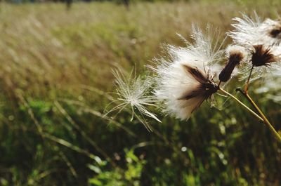 Close-up of dandelion on field