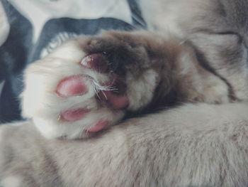 Close-up of dog relaxing