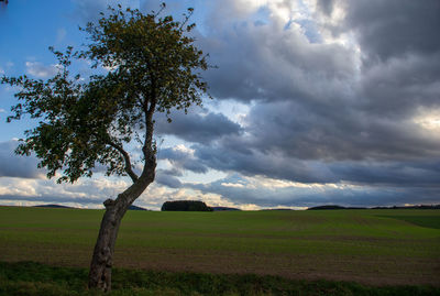 Tree on field against sky