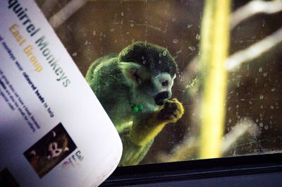 Monkey sitting in cage