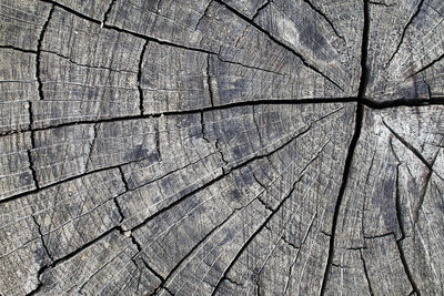 Full frame shot of cracked tree stump