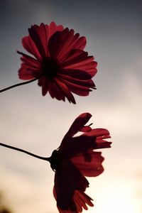 Close-up of red flower against sky