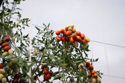 Low angle view of fruits on tree