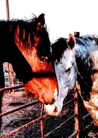 Close-up of horse against sky