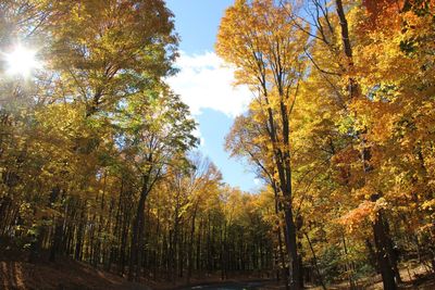 Low angle view of trees against sky