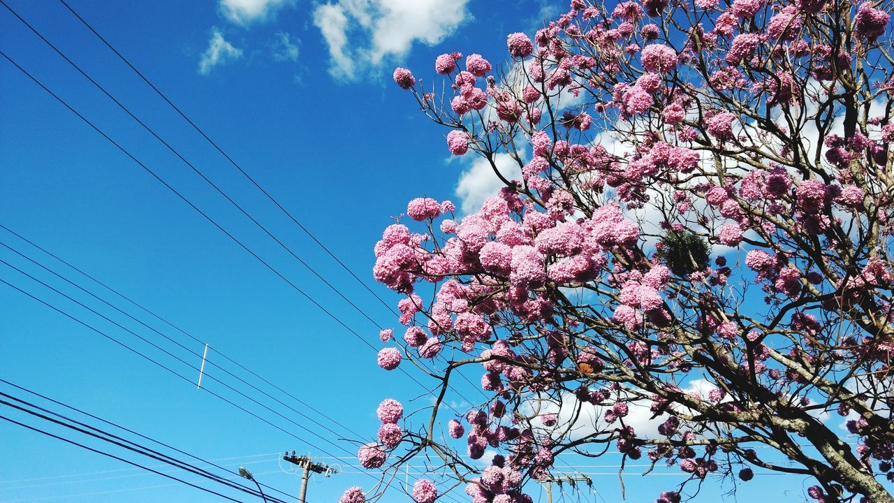 LOW ANGLE VIEW OF PINK CHERRY BLOSSOM