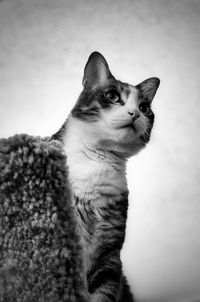 Close-up of cat looking away against wall