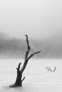 Driftwood in lake during foggy weather