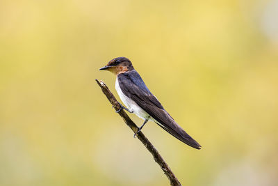 Close-up of bird perching on branch