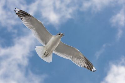 Low angle view of seagull flying