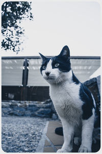 Close-up of cat sitting outdoors