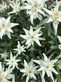 Full frame shot of flowers