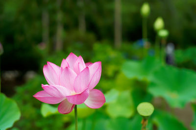 Close-up of pink water lily