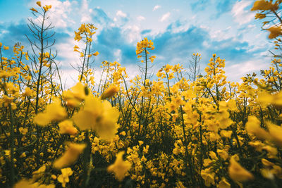 Close-up of yellow flowering plants on field against sky