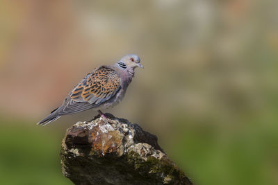 Close-up of a bird