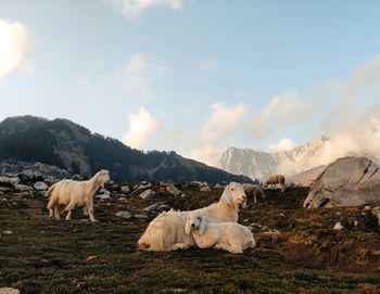 Mountain goats resting against the sky