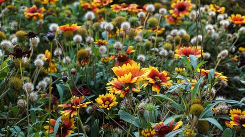 Close-up of purple flowering plants on field