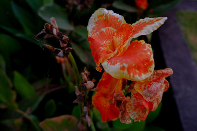Close-up of orange rose flower