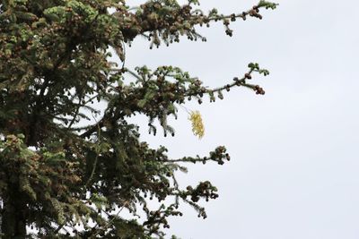 Low angle view of flowering tree against sky