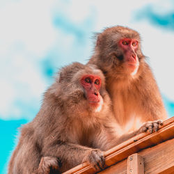 Close-up of monkeys sitting outdoors