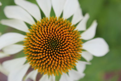 Close-up of coneflower blooming outdoors