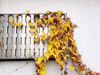 Close-up of yellow autumn leaves against wall