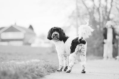 Portrait of dog on field